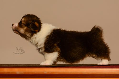 27155492 fc1a9646d6d43fdebc99172cac97a9ed xl