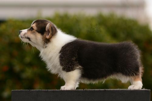 27162502 38ba48082dbcf577ea5471e996824b5f xl