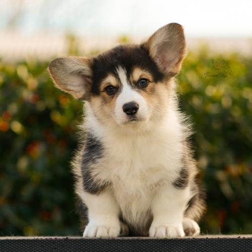 27165482 6150e9f3112a848dd54f61d0ee95230f xl