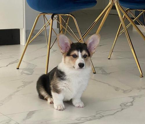 27176346 236eece44898f186e5580b2ef07e2fcf xl