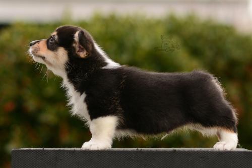 27162508 58ea6c1fa07fa2c415a5e51d8c4fecf9 xl