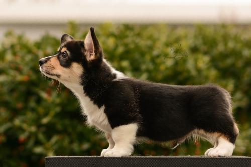 27167250 fd86112dab60d9dc43a036329ef50f57 xl