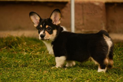 27171620 6342549a4f4a25a4d2e386ef77d30129 xl