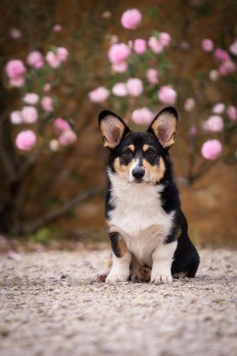 27191926 c94d41a228e9a763ce4809dd2fd71a04 xl