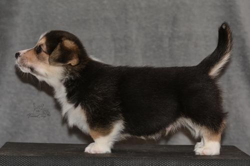 27160256 1d261d86dc71a3c214c4334179e1c820 xl