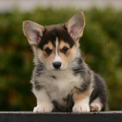 27162516 433f4957129ee91c97769a7711b10acf xl