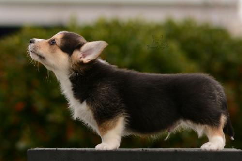 27162518 d2cfe256ff8dbc60379470f38a5d5009 xl