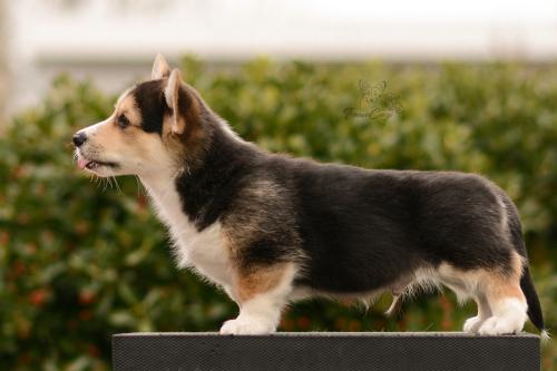 27167266 9453a997e6296fc116d16dc3a27e02e4 xl