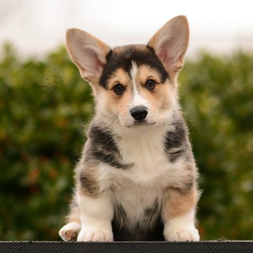 27167268 4b6335045b8fd4aa1c8b207b7fc32599 xl