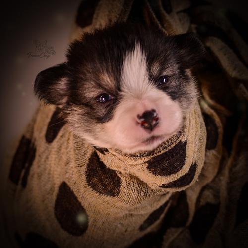 27155282 fa4449bea0a088e9828cc1a3687c8b9f xl