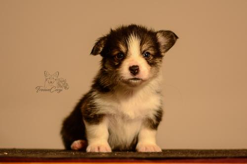 27155522 a2bb312e16a4123909d93b1ff1c39d90 xl