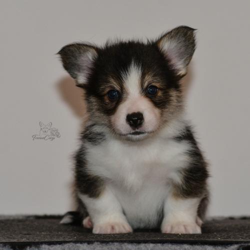 27159966 f3209fda4ceafd855037ca7cfc2ab7d0 xl