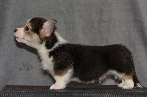 27160254 622b2a9c4324f2d5c65ff2b2ebd18264 xl