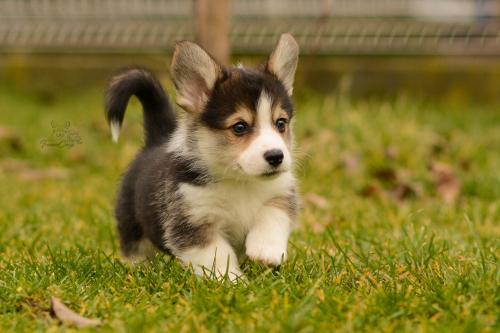 27160308 26869318668deb28f8c5a28b05353650 xl