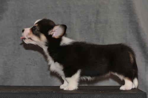 27160260 37e19f2c7d35fcef4f0aaf9c93c2dcf7 xl