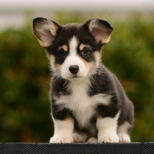 27162522 a5844c8a9f4e98591fcb0e477d32071f xl