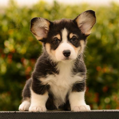 27165502 3219ebff3d79cae2e77dc9d32eb4f0a9 xl