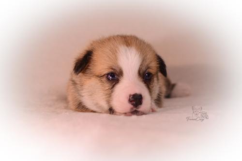 27155258 6c4260d823b925d3b0ce81f6ea9fc774 xl