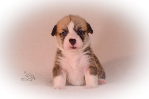 27155466 424dea2e1820b761415392c194250484 xl