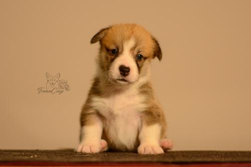 27155512 4284322f1744f1d85f8741106b2ad478 xl