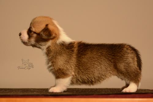 27155514 2609f21e5b14f9f3bffb51d3d7faf5bc xl