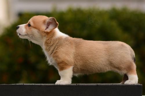 27162526 fa2f5292f321d9f1ed3d1dca91cb20f2 xl