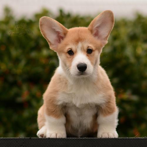 27167274 2da1dd19c3c784e097ccdd1486a260ec xl