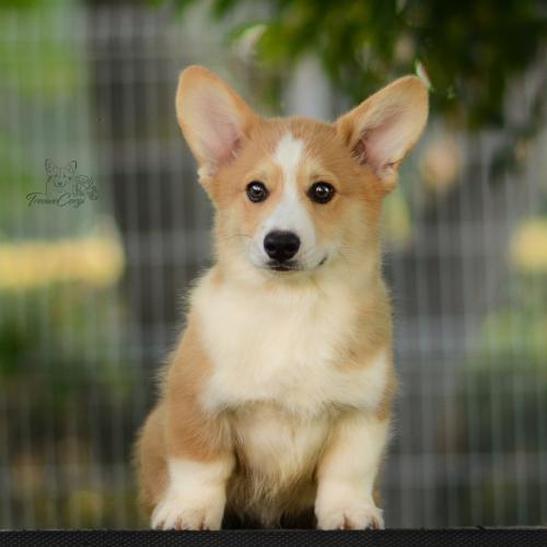 27223736 993107a7df26d405d9487830cde0cb64 xl