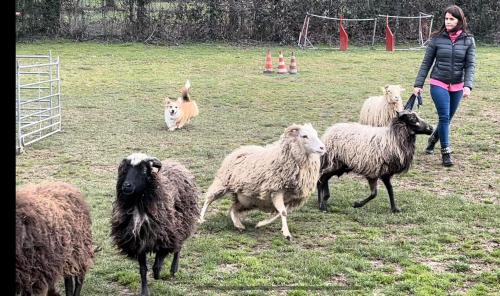 429597026 347232618304650 4563239579096113253 n