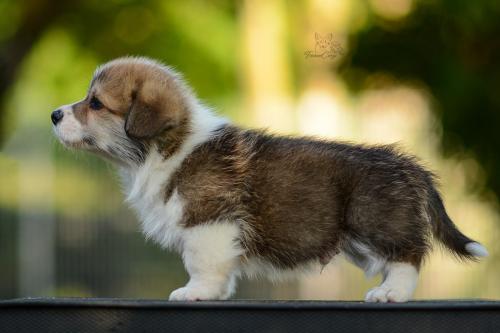 27208754 27584ffee4f10ff8fe7b1c3e777df6bd xl