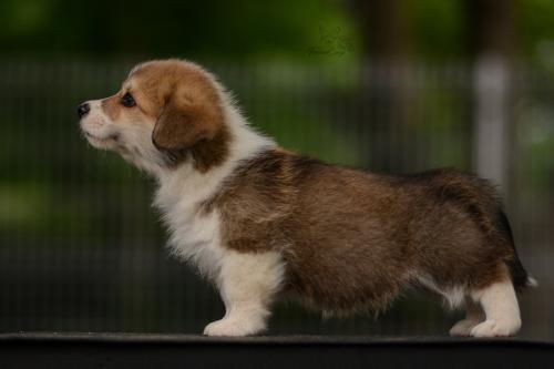 27210588 bd8c09bdaafc120cfa9d6d4438cf96a4 xl