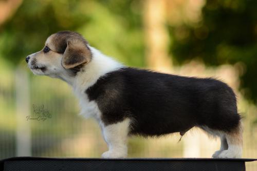 27213122 152412a4c2d3beb43a7265a7033e10c7 xl