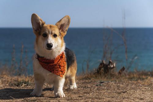 27253844 efafd4c268dded523cbf1fbed745f279 xl