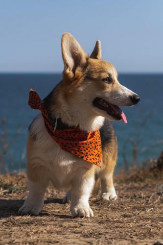 27253848 24232ced0a0417af9af6d3156f63e2a4 xl