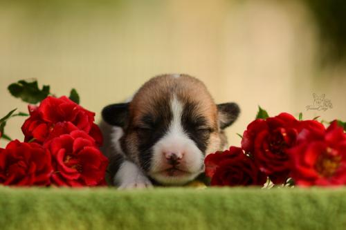 27197236 15d3beaa15203e528a406c2631f4c614 xl