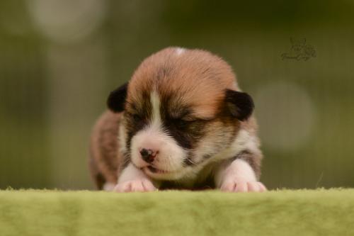 27199980 2d8614c193cf1331f5e3dff72eaa8754 xl