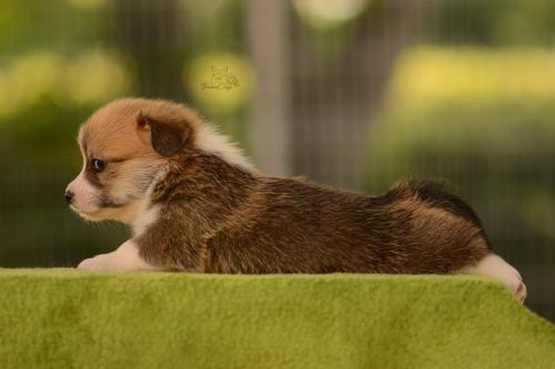 27208730 d7196b6c90aa8494bd1ab095c796c917 xl