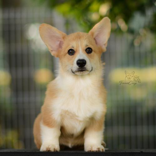 27223734 3f7990df0cced6b660b0e7eebe1790f9 xl