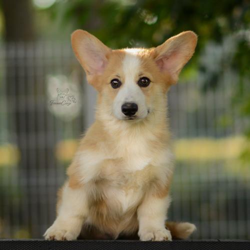 27223750 f47efa5c6ee4aef5bbbfc3655a6d4631 xl