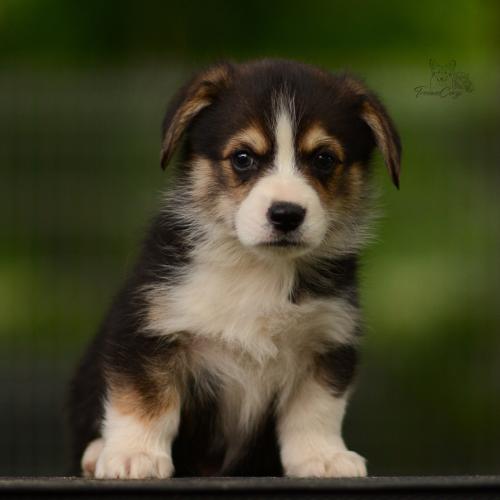 27210586 2b81baca2e0e07d8c2b33e0dfd04e83d xl