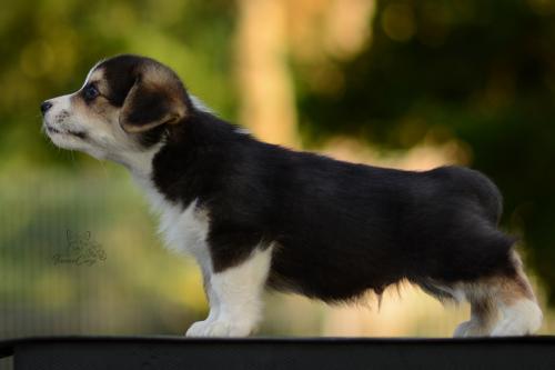 27213130 b618a38cfc72415747b93e57f7b95935 xl