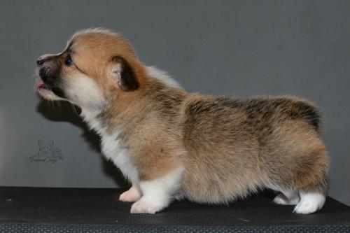 27259404 0dcdf4e4c2d04dc0a79ef6158e89163f xl