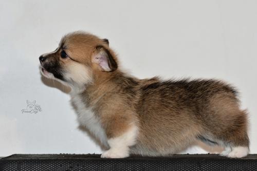 27259440 c273f3d10cf25ac154f4e5a2928210a5 xl