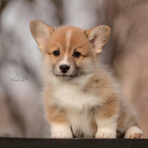 27260608 e1340c449a86b58f9f1dd230834402b6 xl