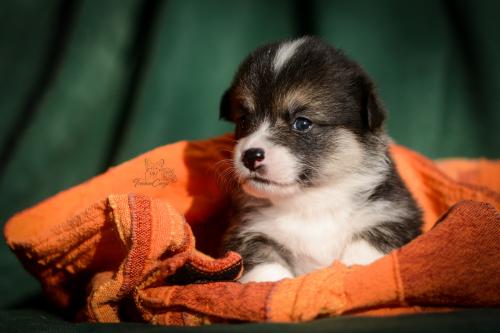 27252920 77e443b3aa89cd30263e863d917721f5 xl