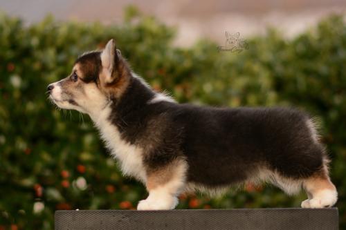 27263546 d79a43f92654bbd962183806da2009cd xl