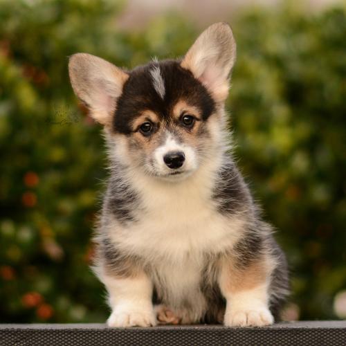 27263548 f0ba29695aa2eaadb936d262de4ec308 xl