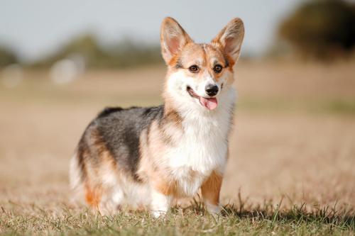 463262349 484838521225471 7772133581383026464 n-1