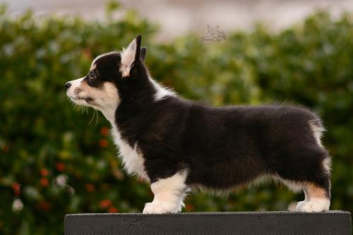 27263534 9029bf64f6c2096866c3c02503b5c85d xl