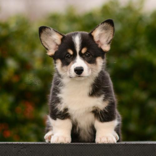 27263536 258d39a7111c4a77597fe37e29e2877d xl